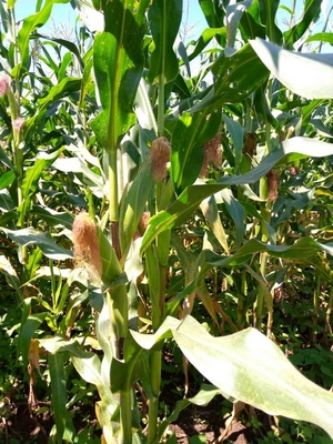 Maize with cobs